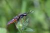 233334 – Photo : Marc Solari – France (68)